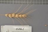 Click for 1 image(s) for this accession. Spike